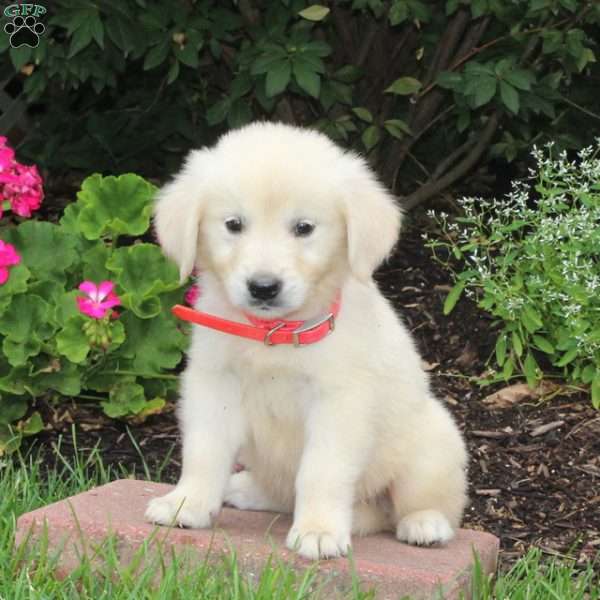 Teddy, English Cream Golden Retriever Puppy